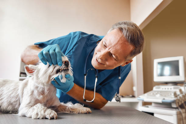 Best Emergency Dental Care for Abscessed Tooth in Bargersville, IN